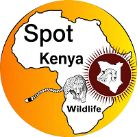 Kenya Holiday Safaris | Kenya Budget Safaris
