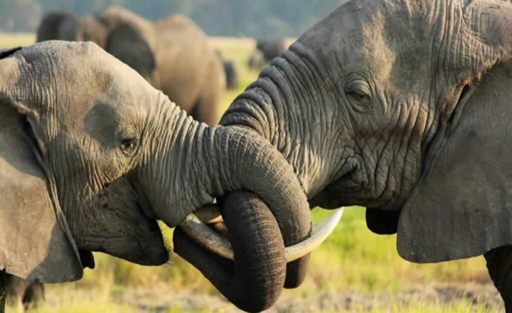 Tsavo East, Tsavo West & Amboseli 4-Day Safari from Diani